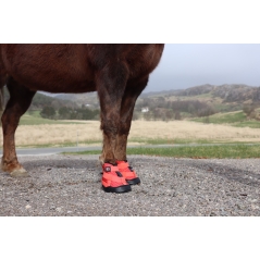 Chaussure de récupération - Equine fusion