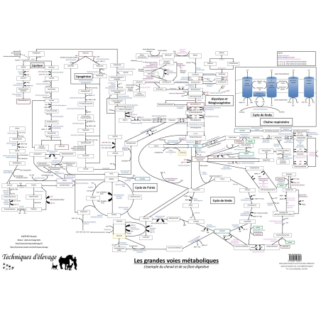 Les grandes voies métaboliques - poster