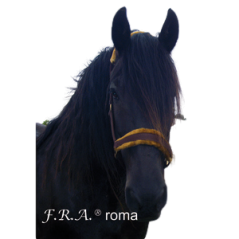 licol ROMA - F.R.A.