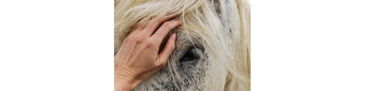 Soins du cheval